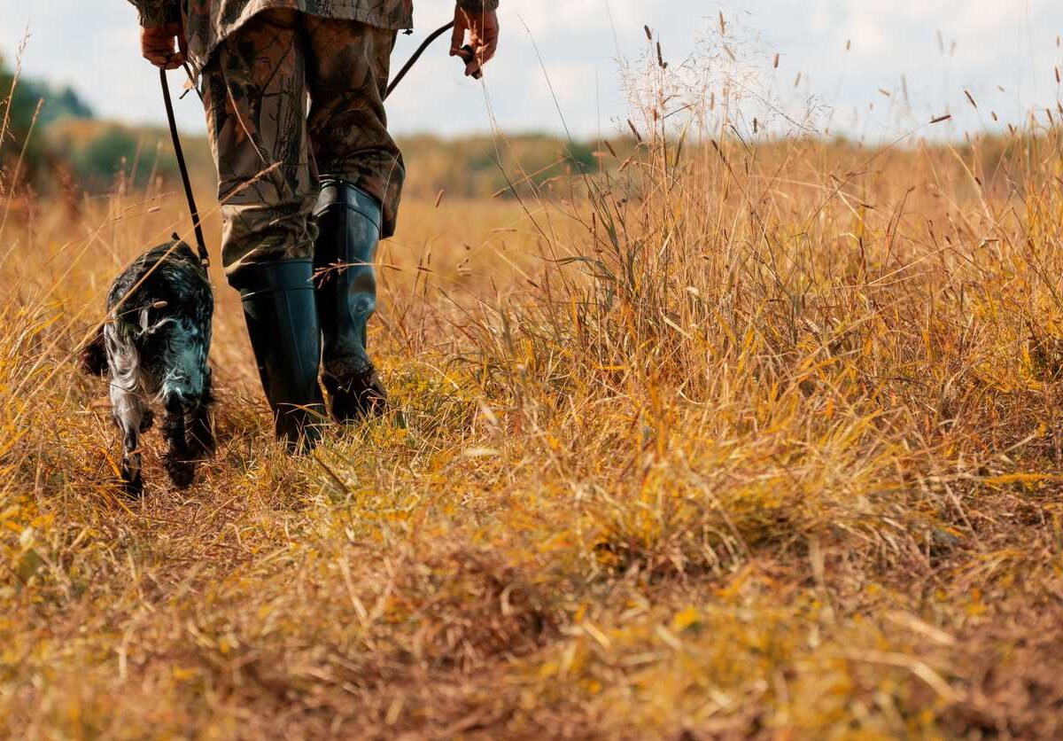 A man walks with his dog while hunting during the fall.