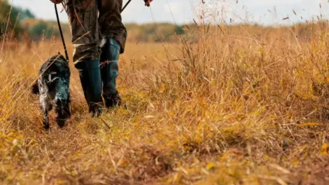 A man walks with his dog while hunting during the fall.