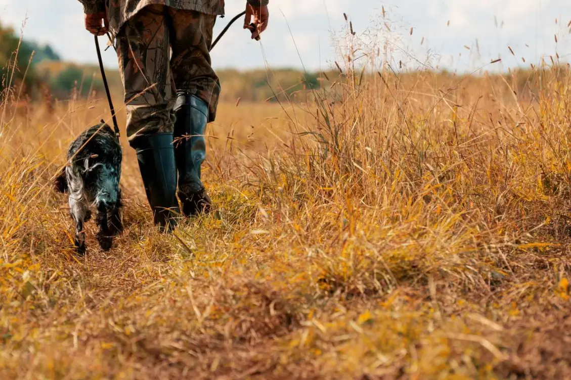A man walks with his dog while hunting during the fall.